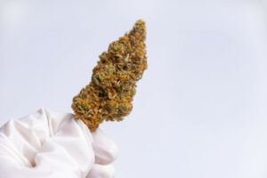 Ricerca scientifica sulla cannabis